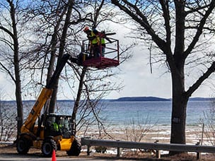Tree and Shrub Removal - AMO Outdoor Services